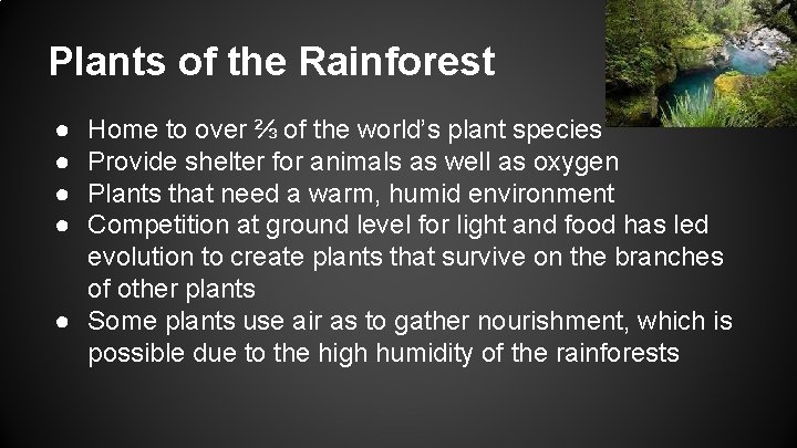 Plants of the Rainforest ● ● Home to over ⅔ of the world’s plant