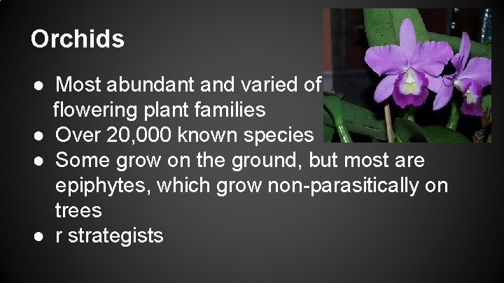Orchids ● Most abundant and varied of flowering plant families ● Over 20, 000