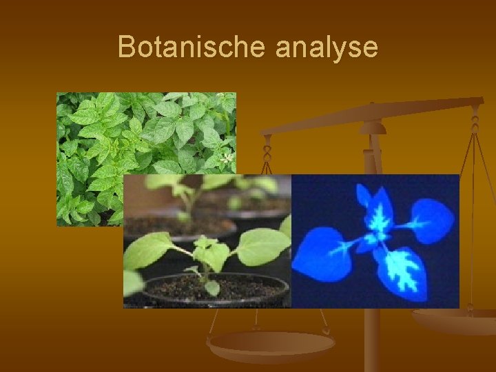 Botanische analyse 