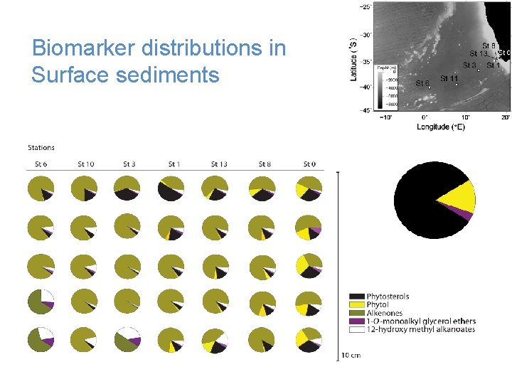 Biomarker distributions in Surface sediments 