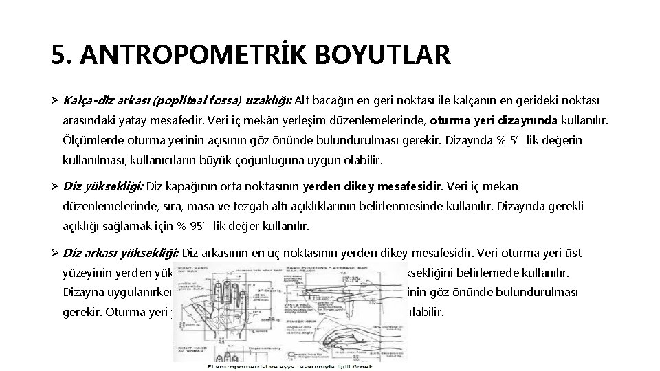 5. ANTROPOMETRİK BOYUTLAR Ø Kalça-diz arkası (popliteal fossa) uzaklığı: Alt bacağın en geri noktası