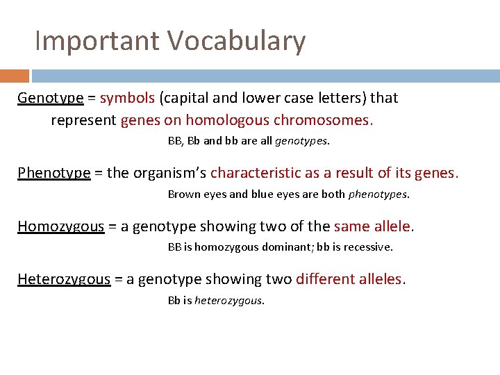 Important Vocabulary Genotype = symbols (capital and lower case letters) that represent genes on