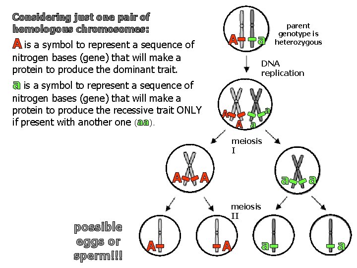 Considering just one pair of homologous chromosomes: A A is a symbol to represent