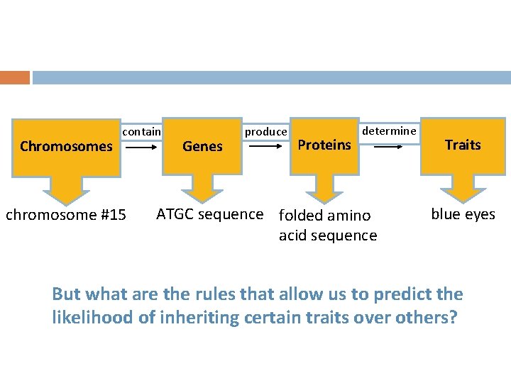 Chromosomes contain chromosome #15 Genes produce Proteins determine ATGC sequence folded amino acid sequence