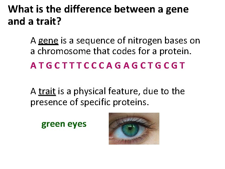 What is the difference between a gene and a trait? A gene is a