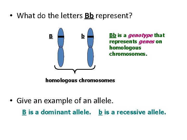  • What do the letters Bb represent? B b Bb is a genotype