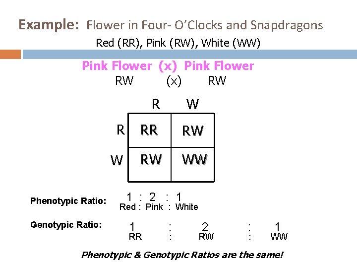 Example: Flower in Four- O’Clocks and Snapdragons Red (RR), Pink (RW), White (WW) Pink