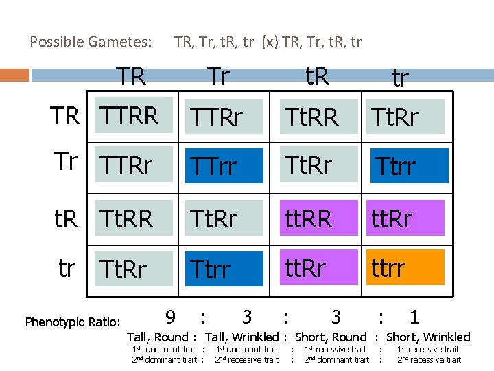 Possible Gametes: TR TR, Tr, t. R, tr (x) TR, Tr, t. R, tr
