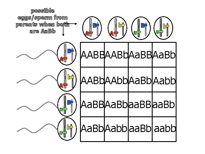 possible eggs/sperm from parents when both are Aa. Bb A a a b AABBAABb.