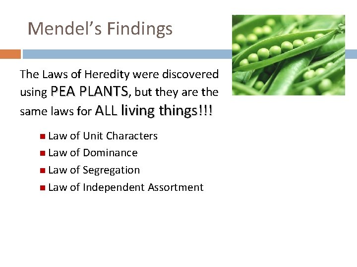 Mendel’s Findings The Laws of Heredity were discovered using PEA PLANTS, but they are