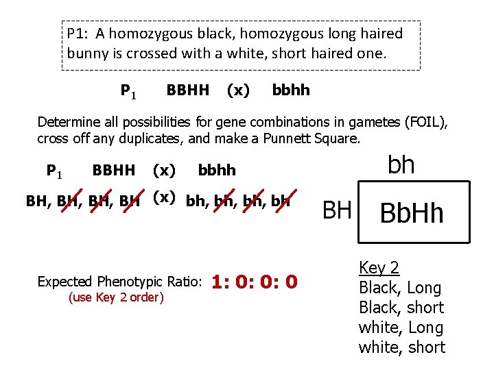 P 1: A homozygous black, homozygous long haired bunny is crossed with a white,