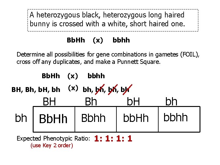 A heterozygous black, heterozygous long haired bunny is crossed with a white, short haired