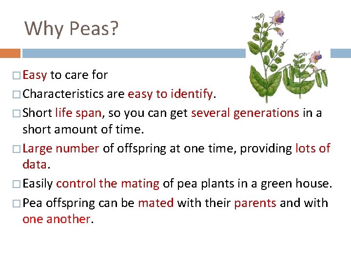 Why Peas? � Easy to care for � Characteristics are easy to identify. �