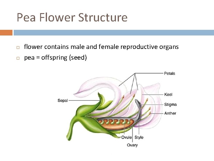 Pea Flower Structure flower contains male and female reproductive organs pea = offspring (seed)