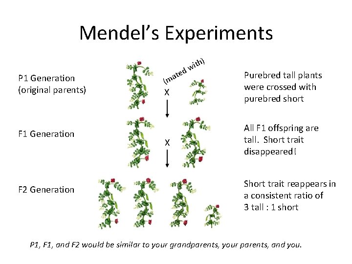 Mendel’s Experiments P 1 Generation (original parents) F 1 Generation F 2 Generation ted