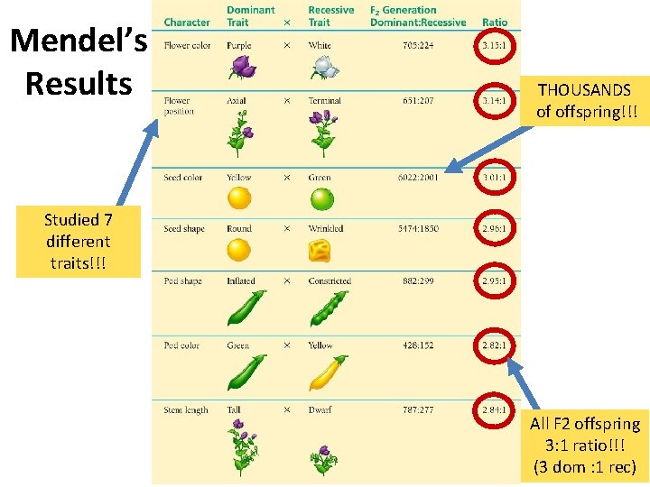 Mendel’s Results THOUSANDS of offspring!!! Studied 7 different traits!!! All F 2 offspring 3: