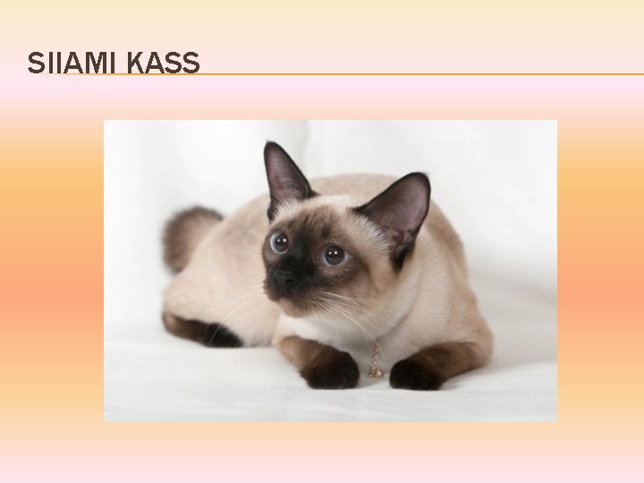 SIIAMI KASS 