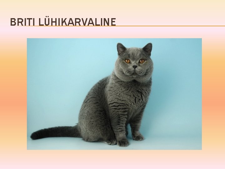 BRITI LÜHIKARVALINE 