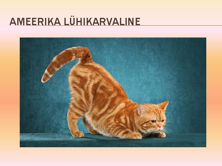 AMEERIKA LÜHIKARVALINE 
