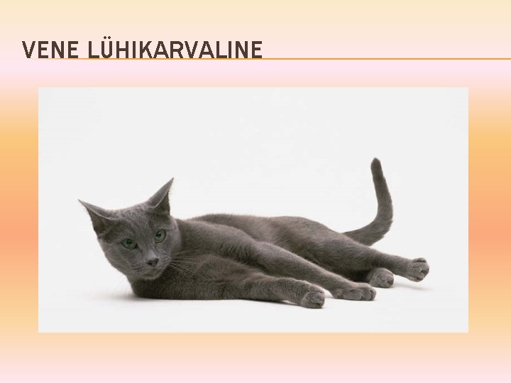 VENE LÜHIKARVALINE 
