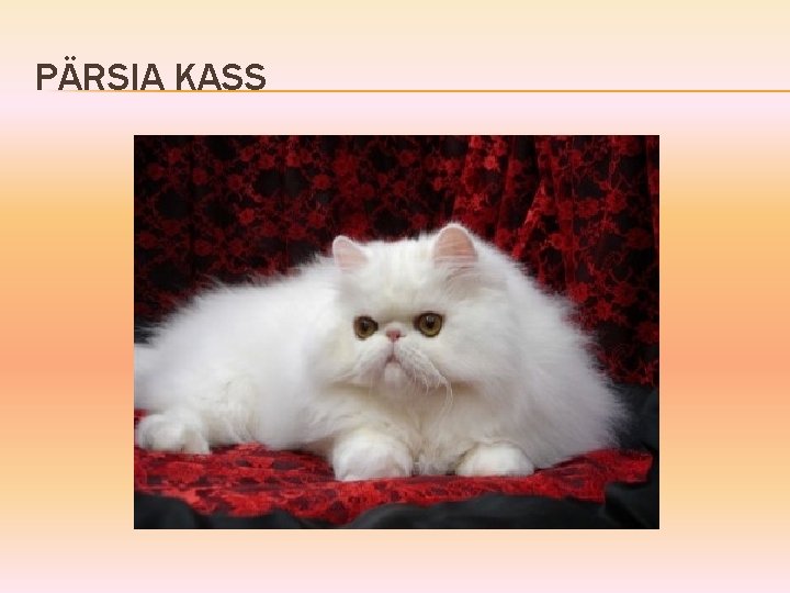 PÄRSIA KASS 