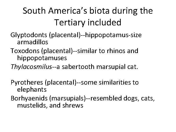 South America’s biota during the Tertiary included Glyptodonts (placental)--hippopotamus-size armadillos Toxodons (placental)--similar to rhinos