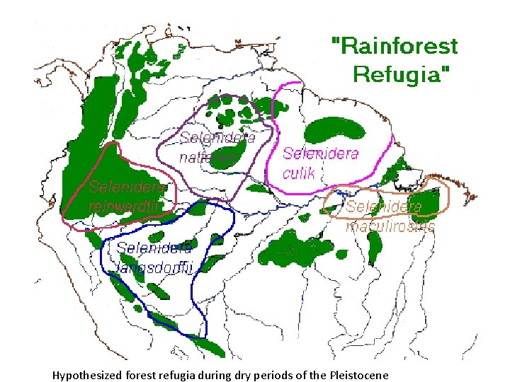 Hypothesized forest refugia during dry periods of the Pleistocene 