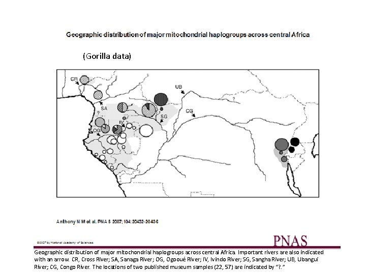 (Gorilla data) Geographic distribution of major mitochondrial haplogroups across central Africa. Important rivers are