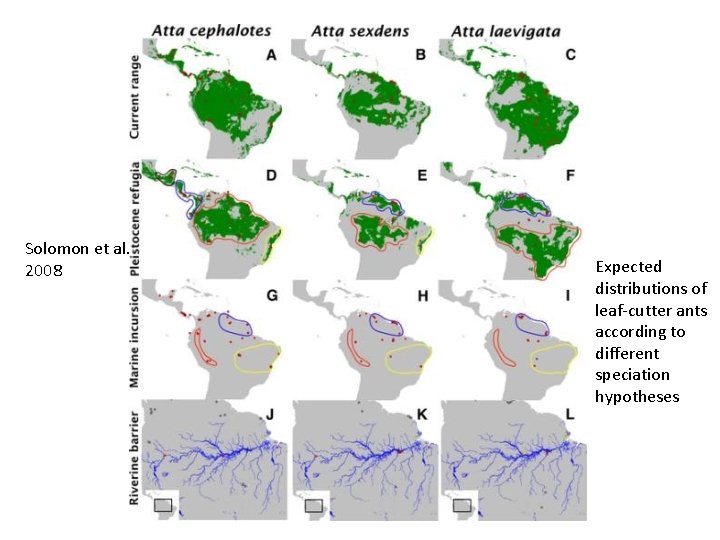 Solomon et al. 2008 Expected distributions of leaf-cutter ants according to different speciation hypotheses