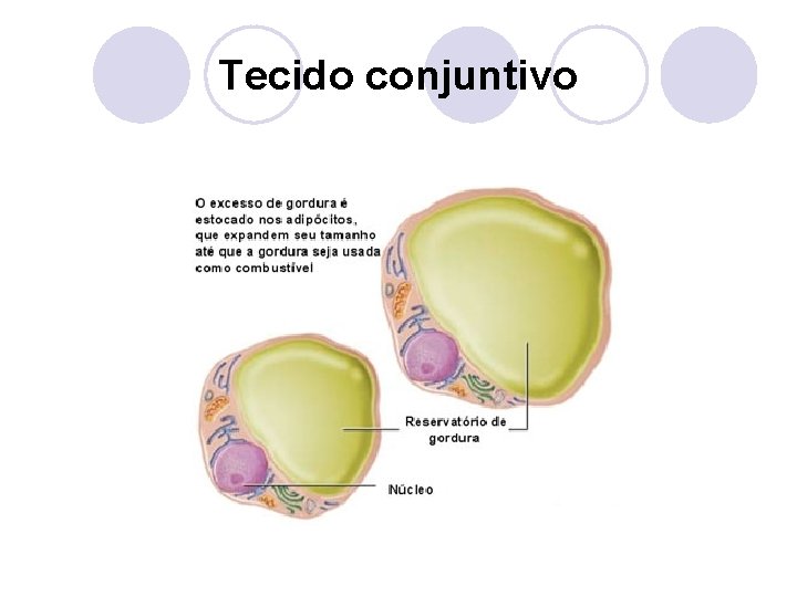 Tecido conjuntivo 