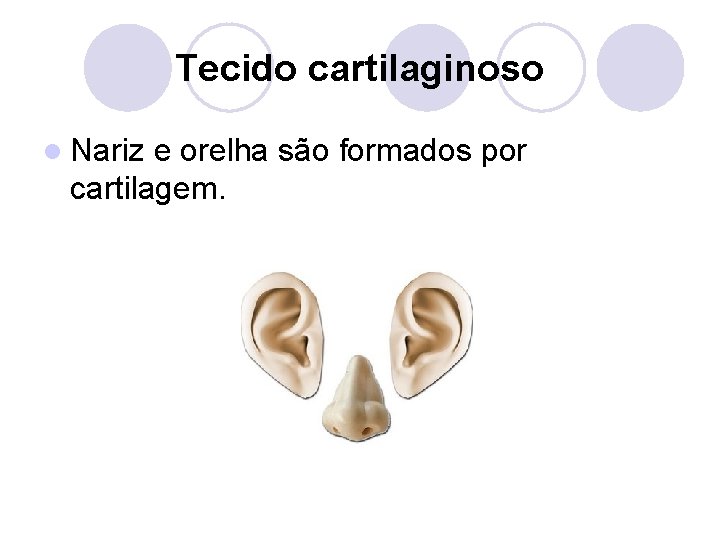 Tecido cartilaginoso l Nariz e orelha são formados por cartilagem. 