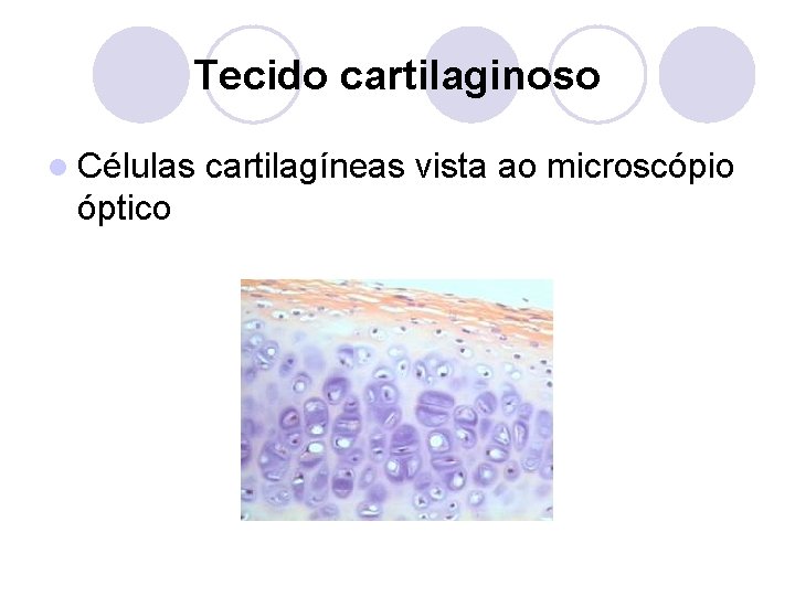 Tecido cartilaginoso l Células óptico cartilagíneas vista ao microscópio 