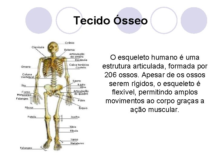 Tecido Ósseo O esqueleto humano é uma estrutura articulada, formada por 206 ossos. Apesar