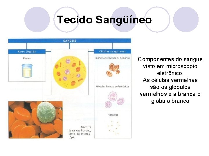 Tecido Sangüíneo Componentes do sangue visto em microscópio eletrônico. As células vermelhas são os