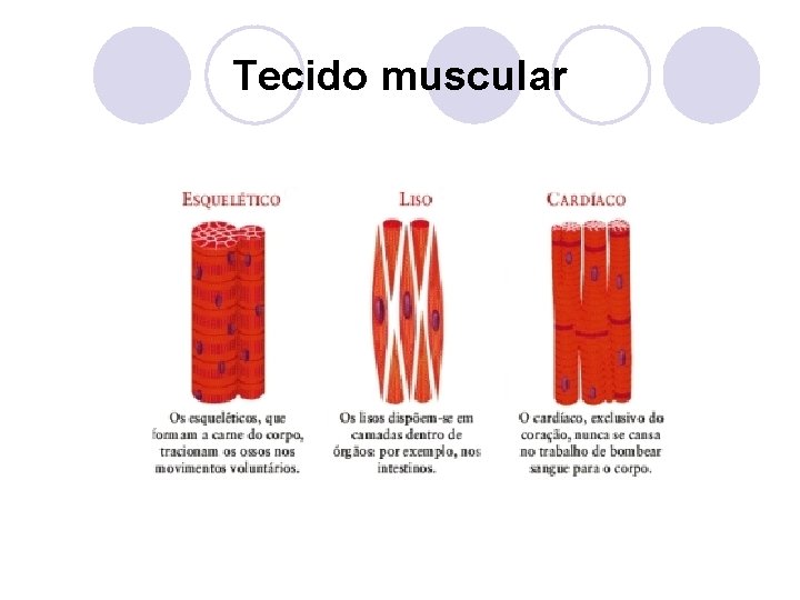 Tecido muscular 