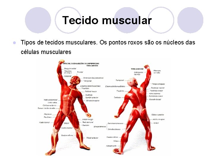 Tecido muscular l Tipos de tecidos musculares. Os pontos roxos são os núcleos das