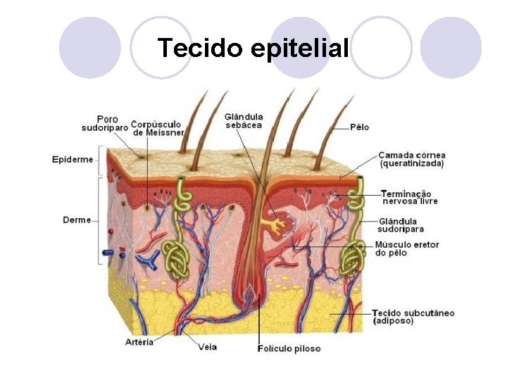 Tecido epitelial 