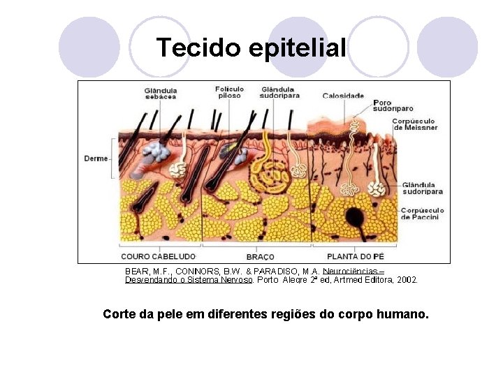 Tecido epitelial Corte da pele em diferentes regiões do corpo humano. 