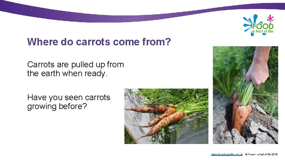 Where do carrots come from? Carrots are pulled up from the earth when ready.