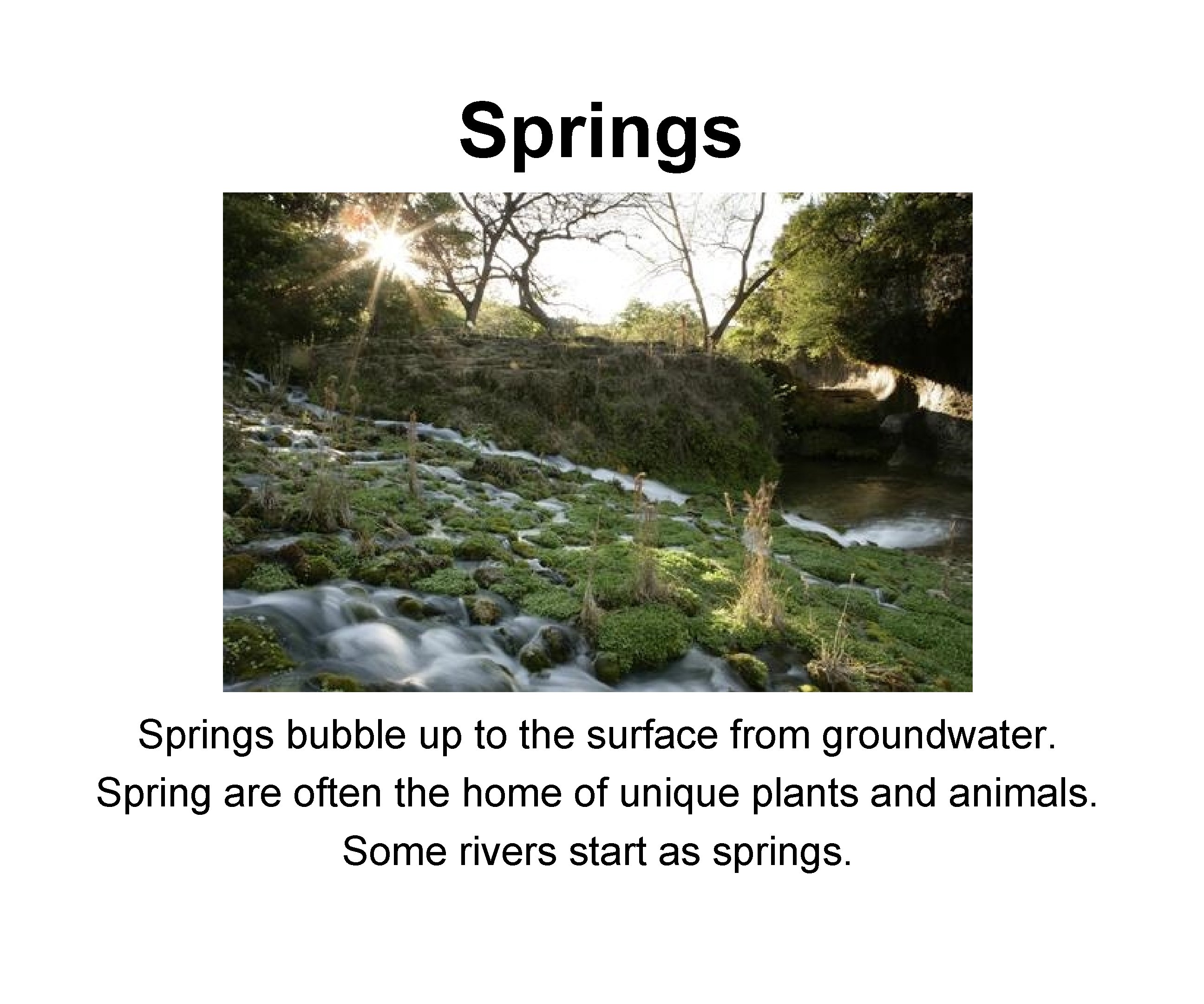 Springs bubble up to the surface from groundwater. Spring are often the home of