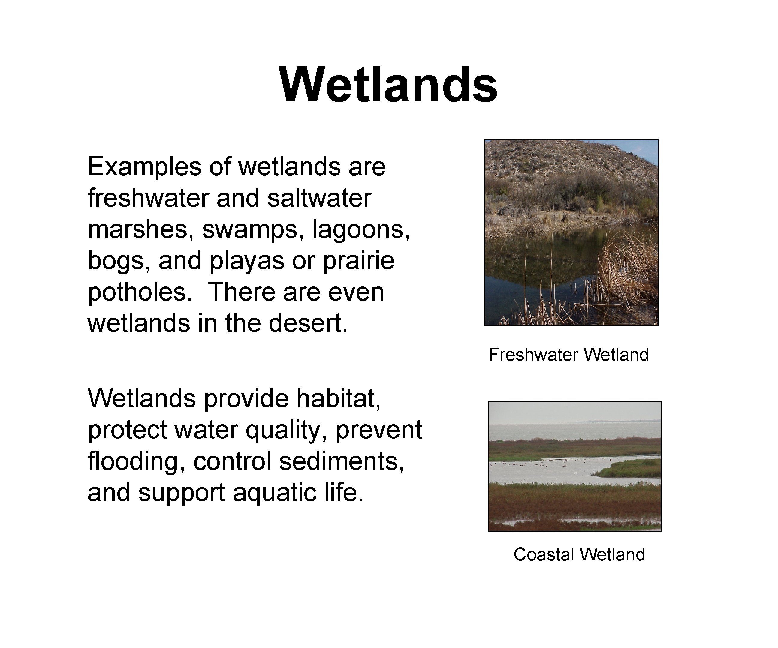 Wetlands Examples of wetlands are freshwater and saltwater marshes, swamps, lagoons, bogs, and playas