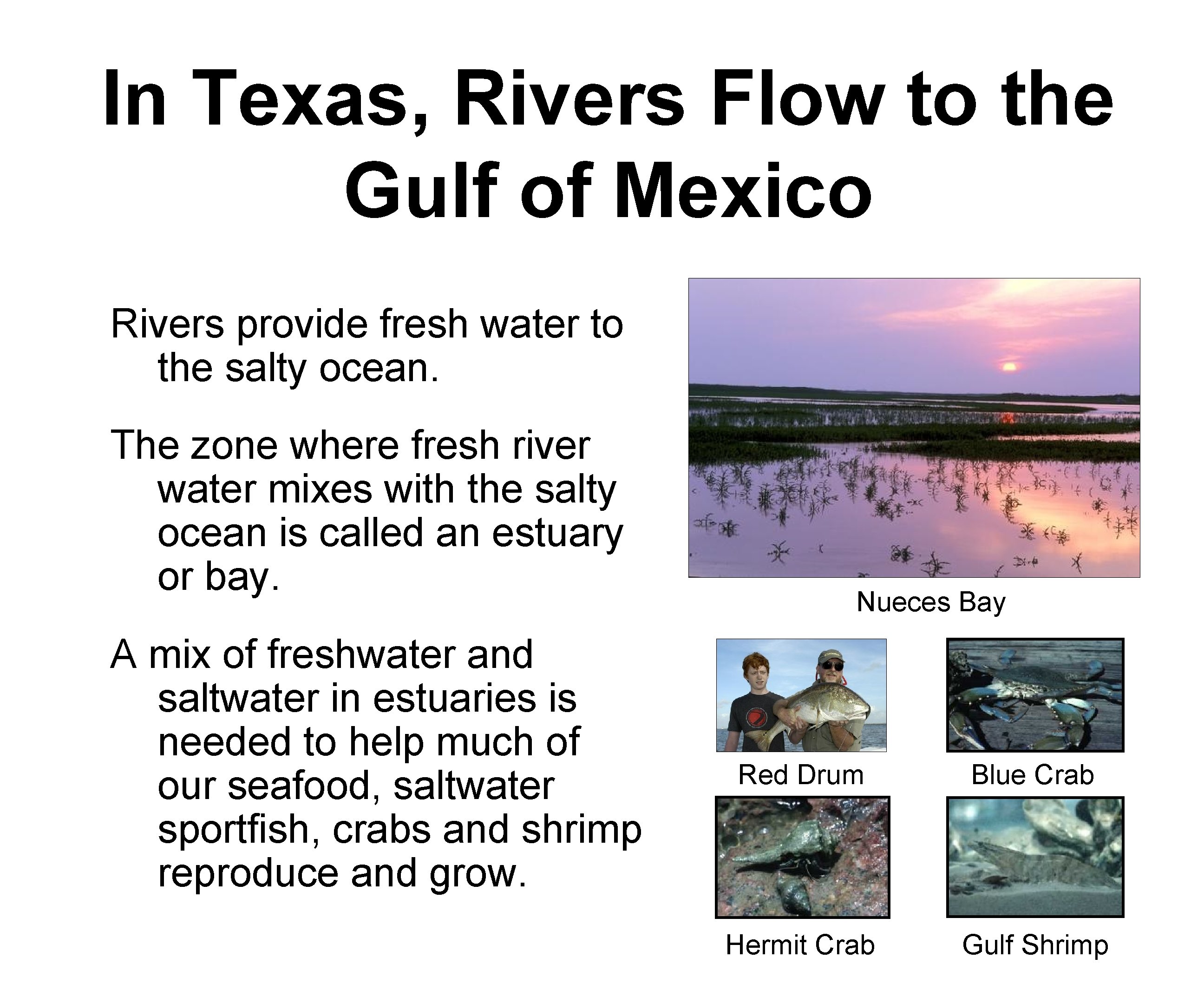 In Texas, Rivers Flow to the Gulf of Mexico Rivers provide fresh water to