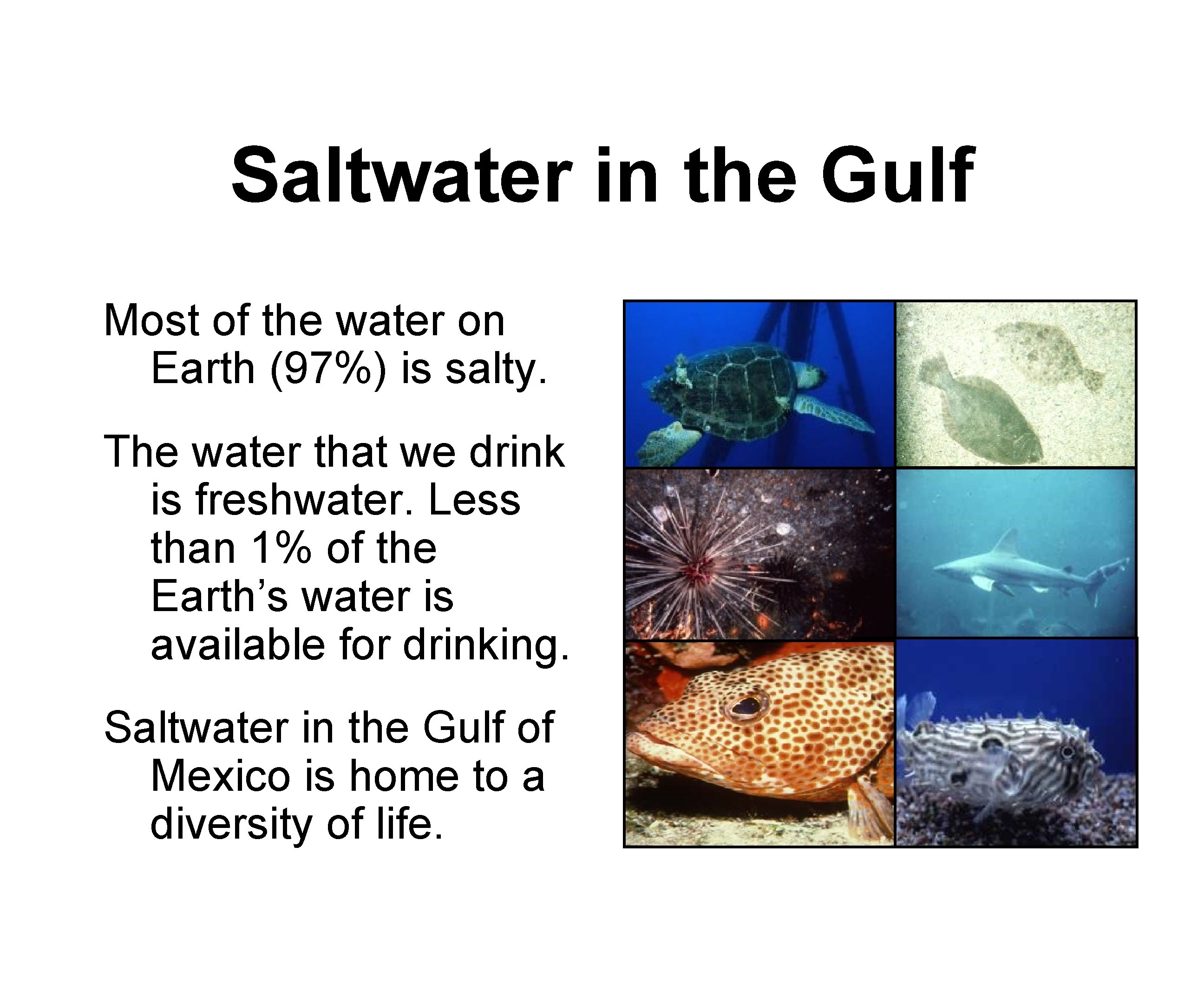 Saltwater in the Gulf Most of the water on Earth (97%) is salty. The