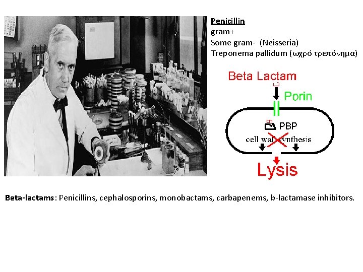 Penicillin gram+ Some gram- (Neisseria) Treponema pallidum (ωχρό τρεπόνημα) Beta-lactams: Penicillins, cephalosporins, monobactams, carbapenems,