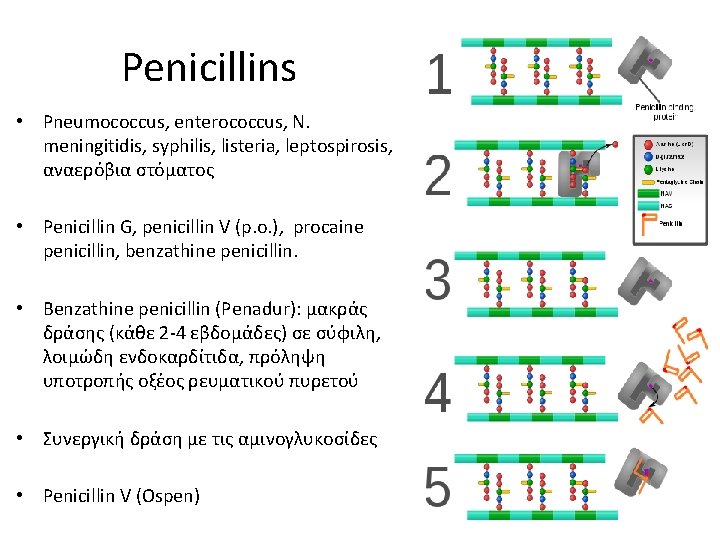 Penicillins • Pneumococcus, enterococcus, N. meningitidis, syphilis, listeria, leptospirosis, αναερόβια στόματος • Penicillin G,