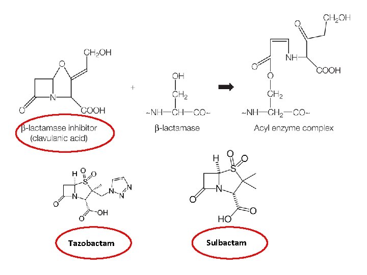 Tazobactam Sulbactam 