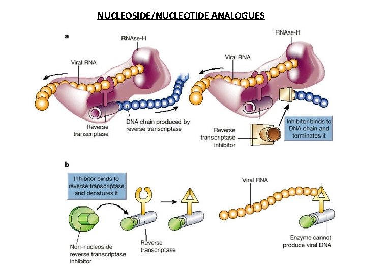 NUCLEOSIDE/NUCLEOTIDE ANALOGUES 