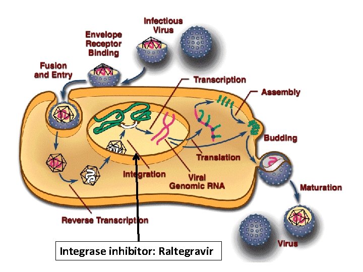 Integrase inhibitor: Raltegravir 