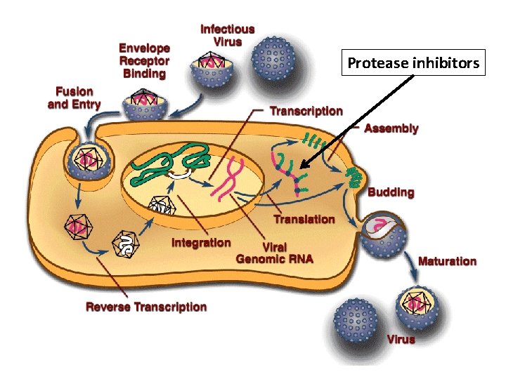 Protease inhibitors 