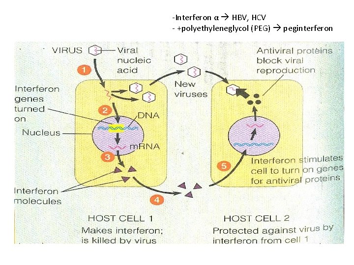 -Interferon α HBV, HCV - +polyethyleneglycol (PEG) peginterferon 